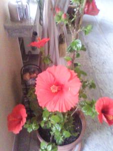 a group of red flowers in a pot at Xenos Apartments in Keratokampos