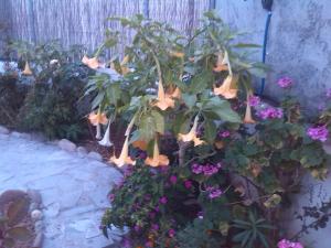 a plant with orange flowers in a garden at Xenos Apartments in Keratokampos