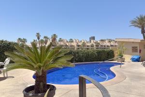 a palm tree in a pot next to a swimming pool at La Costa Villa 2 Depto 202 in San José del Cabo