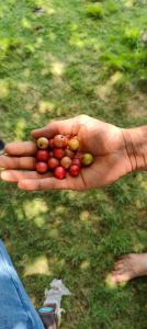 Gallery image of Mango Leaf Resort in Dāvāle +7 photos