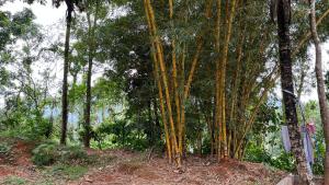 een groep bamboebomen in een bos bij Vintage Coffee Premium Villa in Pinangode +6 foto's