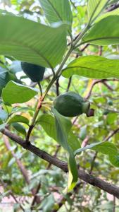 a branch of a tree with green leaves at Green Serene Estate & home-stay in Puttaparthi