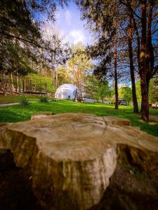 a large tree stump in the middle of a park at Glamping pod Orłem in Cedynia +41 photos