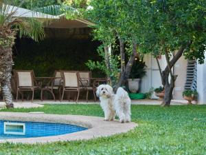 a small white dog standing next to a pool at Son Sant Jordi in Pollença