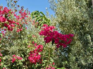 a group of pink flowers in a garden at Son Sant Jordi in Pollença