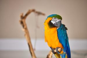 a colorful parrot is sitting on a branch at Son Sant Jordi in Pollença