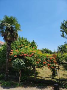 Zahrada ubytování Sunflower