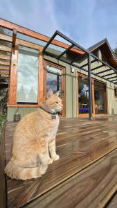 un gato naranja sentado en una terraza de madera en Green House B & B, en Villa La Angostura