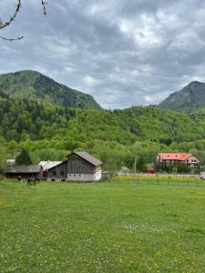 a field of green grass with a barn and mountains at Wolfs Den Lepsa in Lepşa
