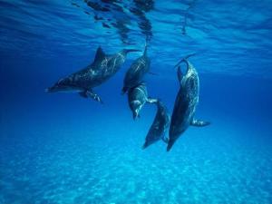 ポルト・サン・パーオロにあるCasa dello Scovolinoの水泳イルカの群れ
