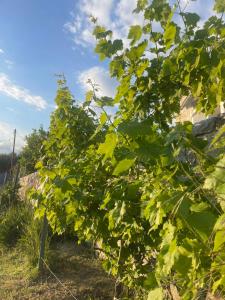 Zahrada ubytování Enada Suite & Olive Farm