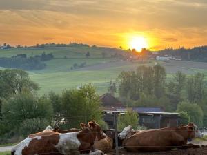 Gallery image of Völtl-Hof in Büchlberg +33 photos