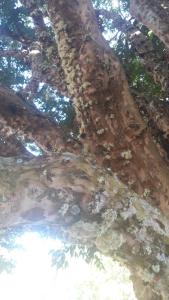Foto da galeria de Sítio Recanto das Jaboticabeiras em Salesópolis
