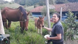 Animais no camping ou nos arredores