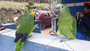 Animais no camping ou nos arredores