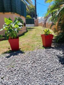 two plants in red pots sitting on a gravel yard at Les Caramboles- Appartement Cosy in Sainte-Suzanne