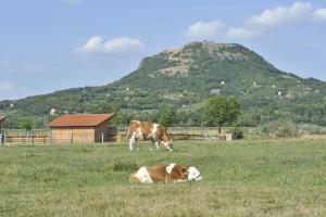 Zvieratá v ubytovaní bed & breakfast alebo blízkom okolí