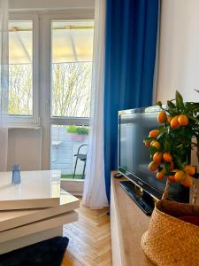 a living room with a television and a plant on a table at Apartament przy Rynku in Sandomierz