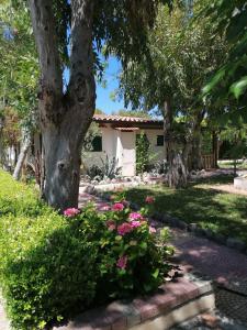 einen Garten mit rosa Blumen und einem Baum in der Unterkunft Casa vacanza sul mare 1 in Santa Caterina Dello Ionio Marina + 13 Fotos