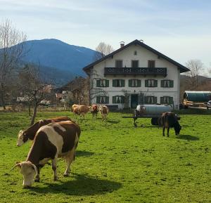 a herd of cows grazing in a field in front of a building at Biohof Dimper - HühnerNest in Saulgrub