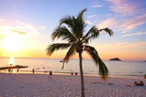 a palm tree on a beach at sunset at Apartamentos Neos - Cerca al Mar by SOHO in Santa Marta