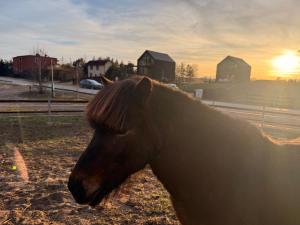 un cavallo in piedi in un campo con il tramonto sullo sfondo di Wczasowy Loft Sominy a Sominy Altre 45 foto