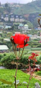 Imagen de la galería de Nuwan home, en Nuwara Eliya
