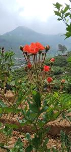 Imagen de la galería de Nuwan home, en Nuwara Eliya