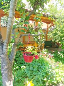a red basket hanging from a tree in a garden at Family House Victoria' Garden in Primorsko +3 photos