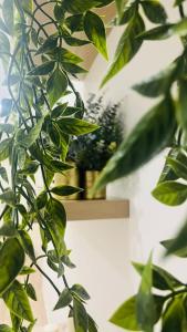 a green plant sitting next to a wall at Gevihome in Capua