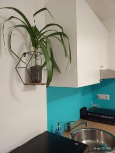 een plant in een vaas op een muur boven een gootsteen bij Stampixeddu in Cagliari +16 foto's