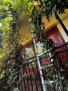 AngolにあるHostal Ginaのたくさんの植物が周囲に生えているドア