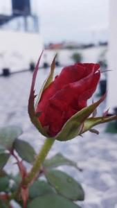 a red rose sitting on top of a plant at Rasi Mount Rest in Mount Lavinia