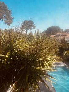 two palm trees next to a swimming pool at Forest Garden Retreat with Pool near the Beach in Seignosse