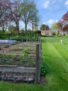 a dog walking in a garden with a fence at The Old Rectory in Brackley +14 photos