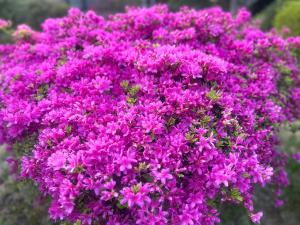 Φωτογραφία από το άλμπουμ του Hakone Fairy Hotel στη Χακόνε