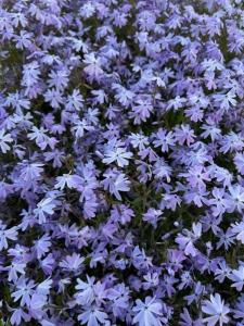 ein Strauß lila Blumen auf einem Feld in der Unterkunft L'Orange in Scheidgen + 1 Foto