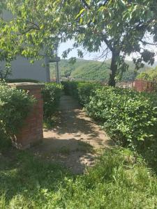 Zahrada ubytování Apartman Jana