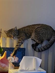 Imagen de la galería de Pavillon familial avec grand jardin, en Villepreux