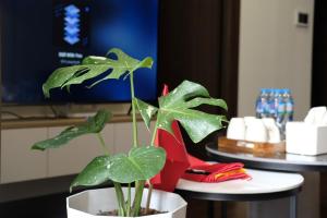 Gia Lâm PhoにあるA Quiet Stay - Bondedの赤い靴の隣にある白い鉢に入った植物