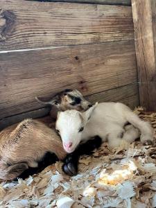 Altri animali domestici presso la casa vacanze o nei dintorni