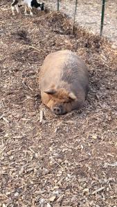 Altri animali domestici presso la casa vacanze o nei dintorni