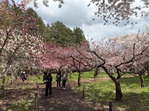 札幌市にあるBowking House Omotesandoの桜の木がある公園を歩く人々のグループ