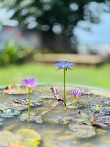 Billede fra billedgalleriet på Balance Beach Resort i Dikwella