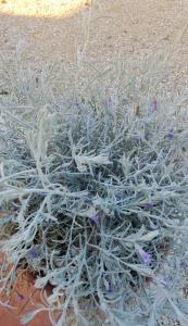 萨杜勒尼亚Agriturismo Maremma Amara的相册照片