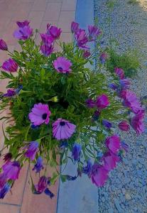 Agriturismo Maremma Amara外面的花园