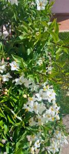 Agriturismo Maremma Amara外面的花园