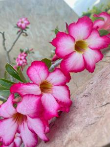 a bunch of pink flowers sitting on a rock at Lomas del Encanto, villa en la montaña cerca del mar in La Asunción +43 photos