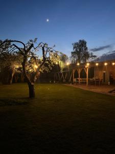 a tree in the middle of a yard at night at Przystań w Pucku in Puck