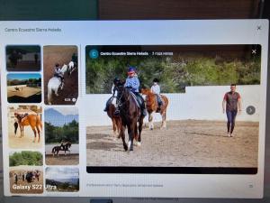 Zvířata v ubytování v soukromí nebo okolí